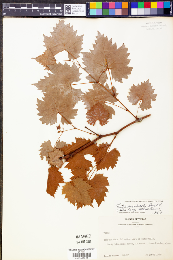 Vitis monticola image