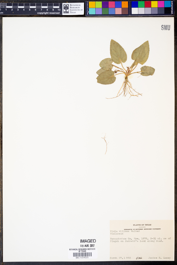 Viola villosa image