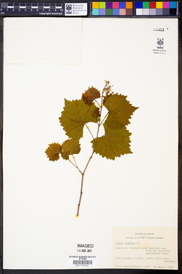 Vitis vulpina image