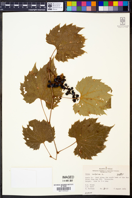 Vitis vulpina image