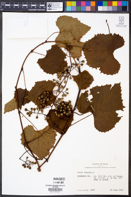 Vitis vulpina image