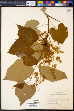 Vitis vulpina image