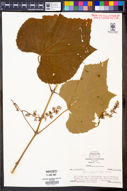 Vitis rotundifolia image