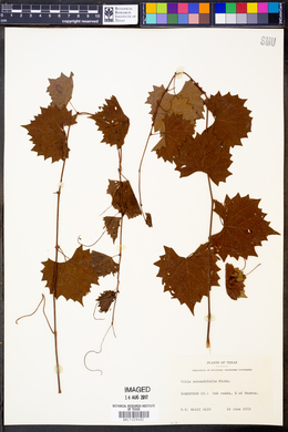 Vitis rotundifolia image