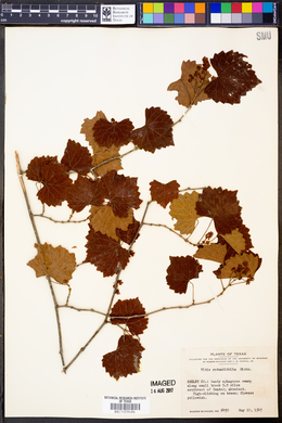 Vitis rotundifolia image