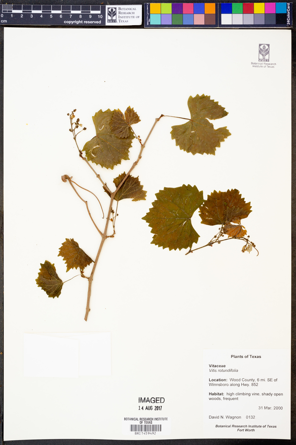 Vitis rotundifolia image