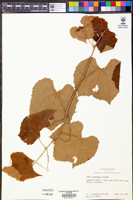 Vitis cinerea image
