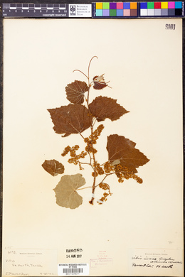 Vitis cinerea image