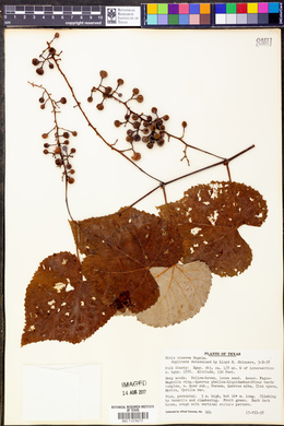 Vitis cinerea image