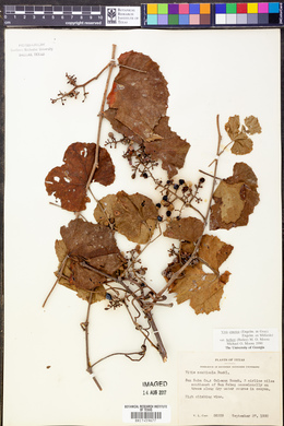 Vitis cinerea image