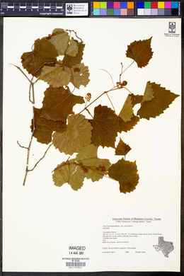 Vitis rotundifolia var. rotundifolia image