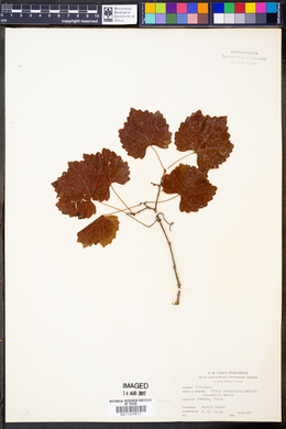 Vitis rotundifolia image