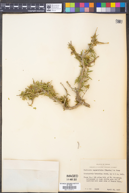 Porlieria angustifolia image