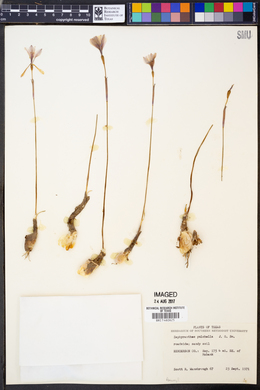 Zephyranthes pulchella image