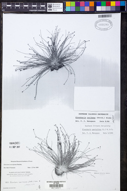 Eleocharis microformis image