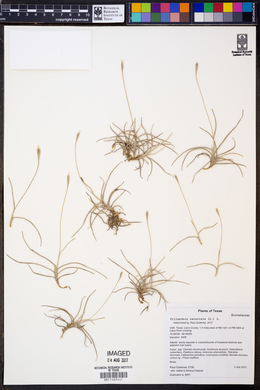 Tillandsia recurvata image