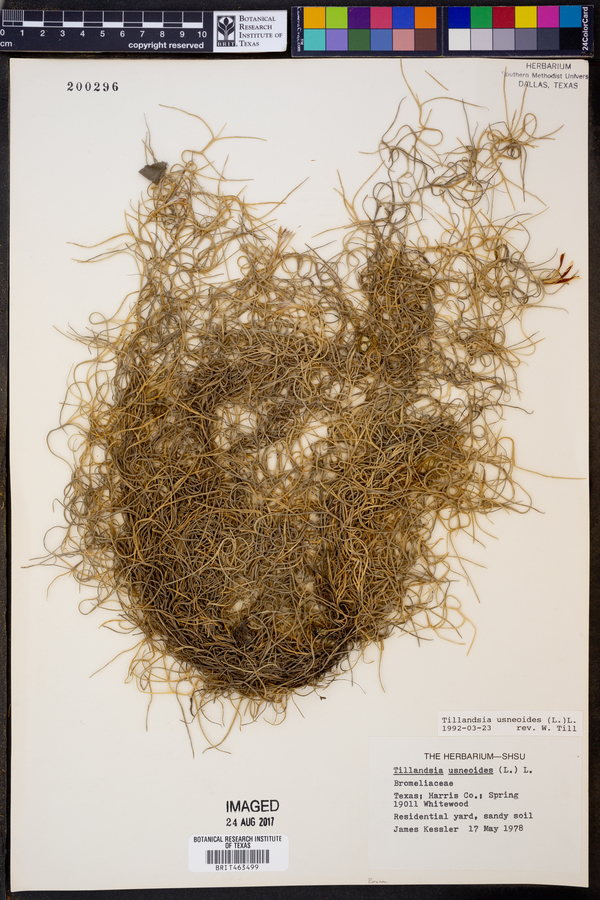 Tillandsia usneoides image