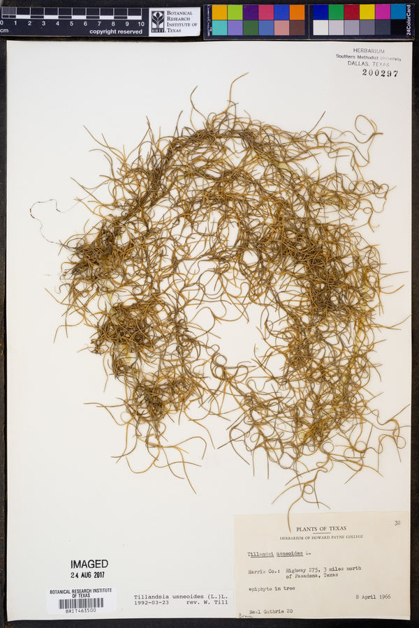 Tillandsia usneoides image