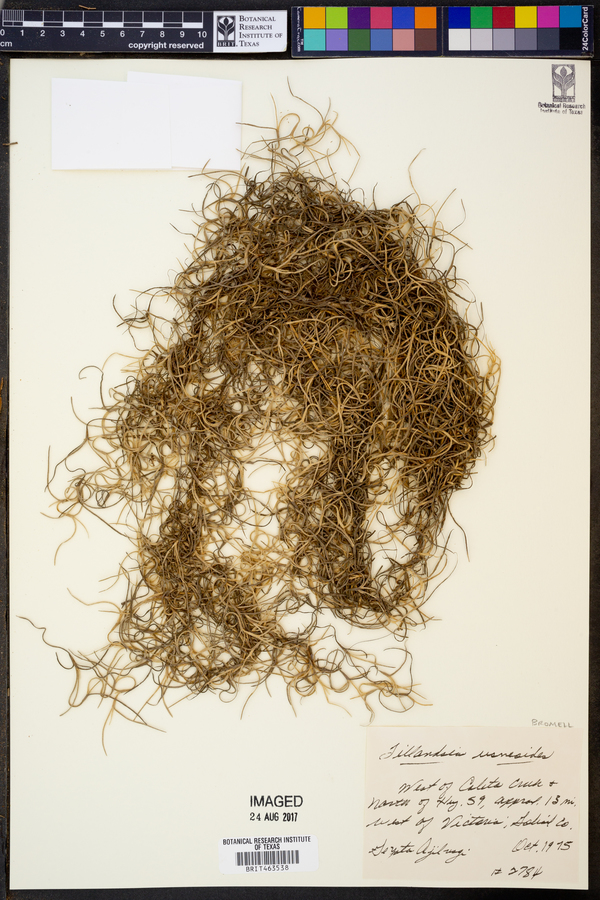 Tillandsia usneoides image