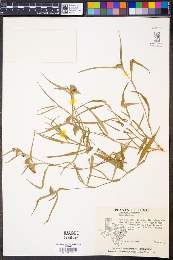 Commelina communis image