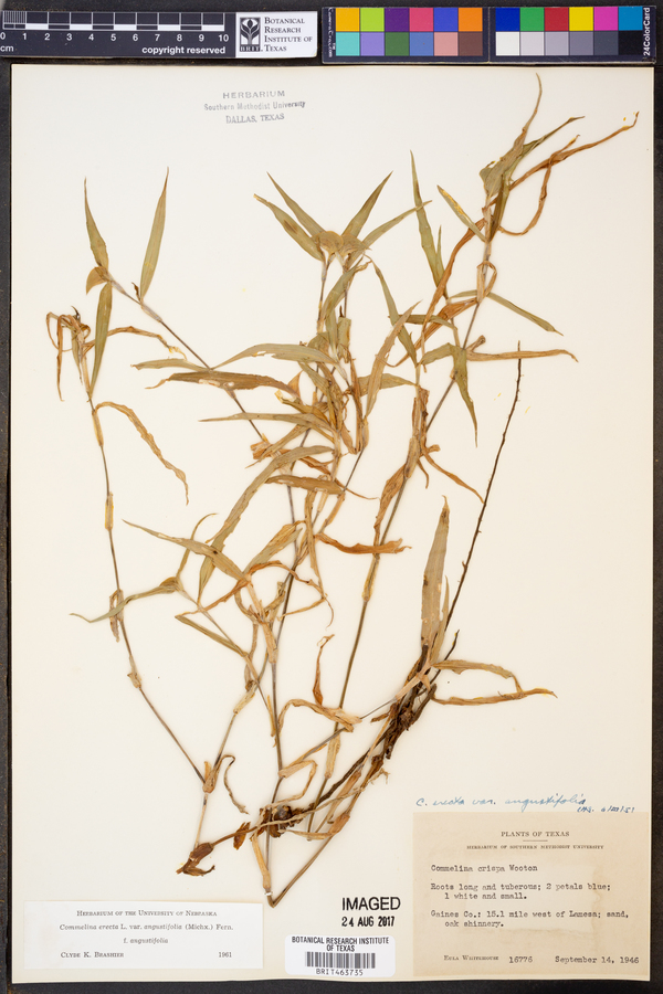 Commelina erecta var. erecta image