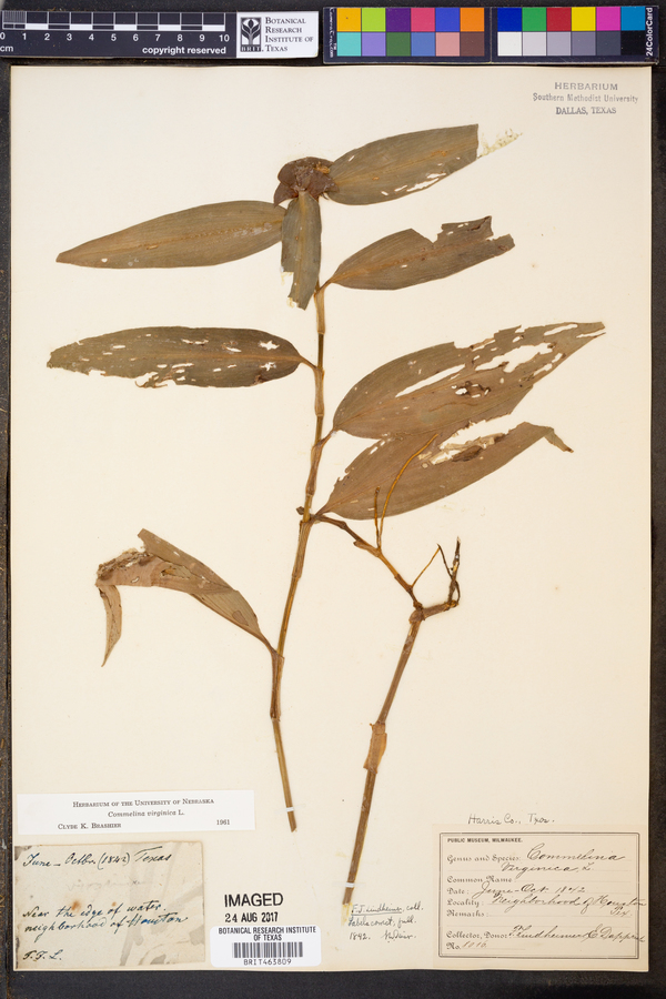 Commelina virginica image