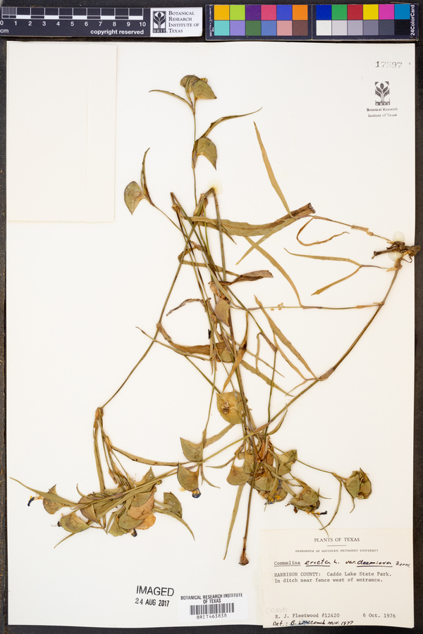 Commelina erecta var. deamiana image