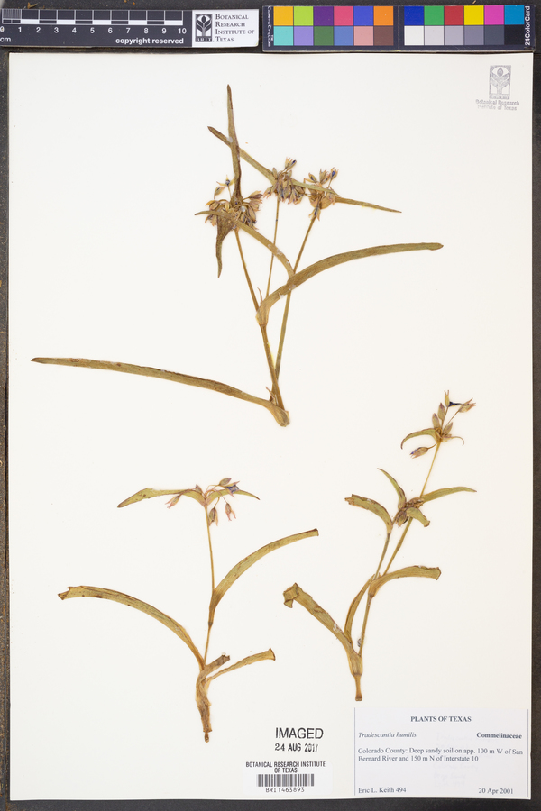 Tradescantia humilis image