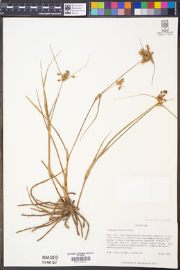 Tradescantia hirsutiflora image