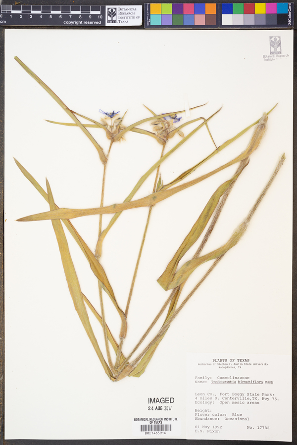 Tradescantia hirsutiflora image