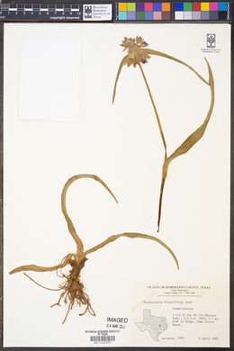Tradescantia hirsutiflora image