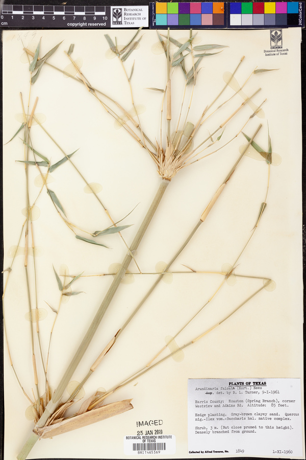 Arundinaria falcata image