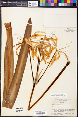 Crinum americanum image