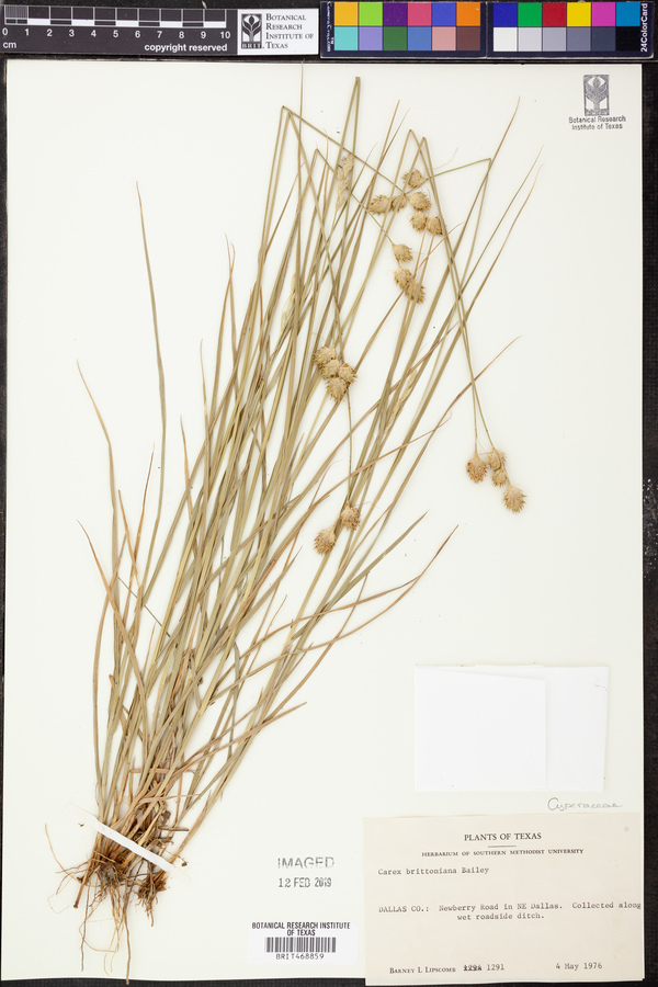 Carex brittoniana image