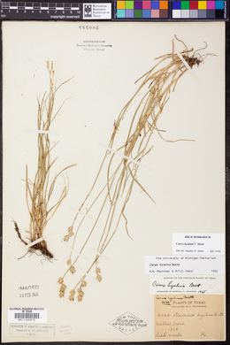 Carex hyalina image