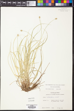 Carex leavenworthii image