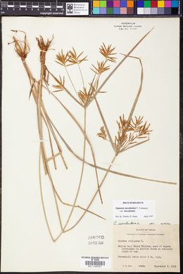 Cyperus esculentus var. esculentus image