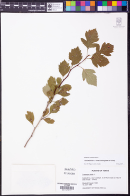 Crataegus viridis image