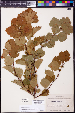 Crataegus viridis image