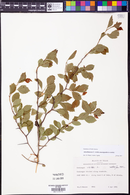 Crataegus viridis image