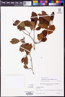 Crataegus viridis image