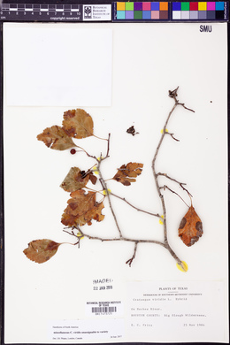 Crataegus viridis image