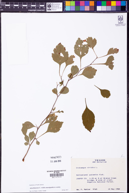 Crataegus viridis image