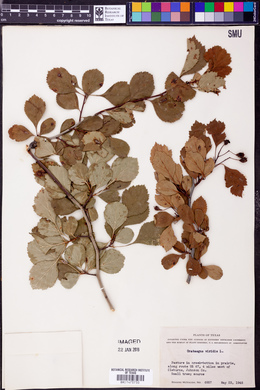 Crataegus viridis image