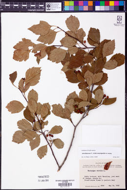 Crataegus viridis image