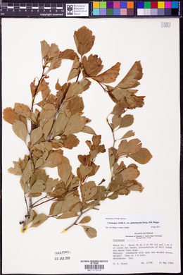 Crataegus viridis image