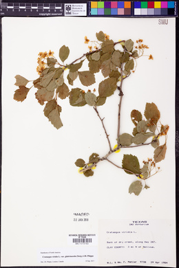 Crataegus viridis image