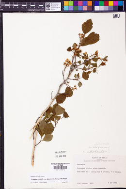 Crataegus viridis var. glabriuscula image