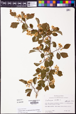 Crataegus viridis var. glabriuscula image