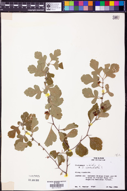 Crataegus viridis image